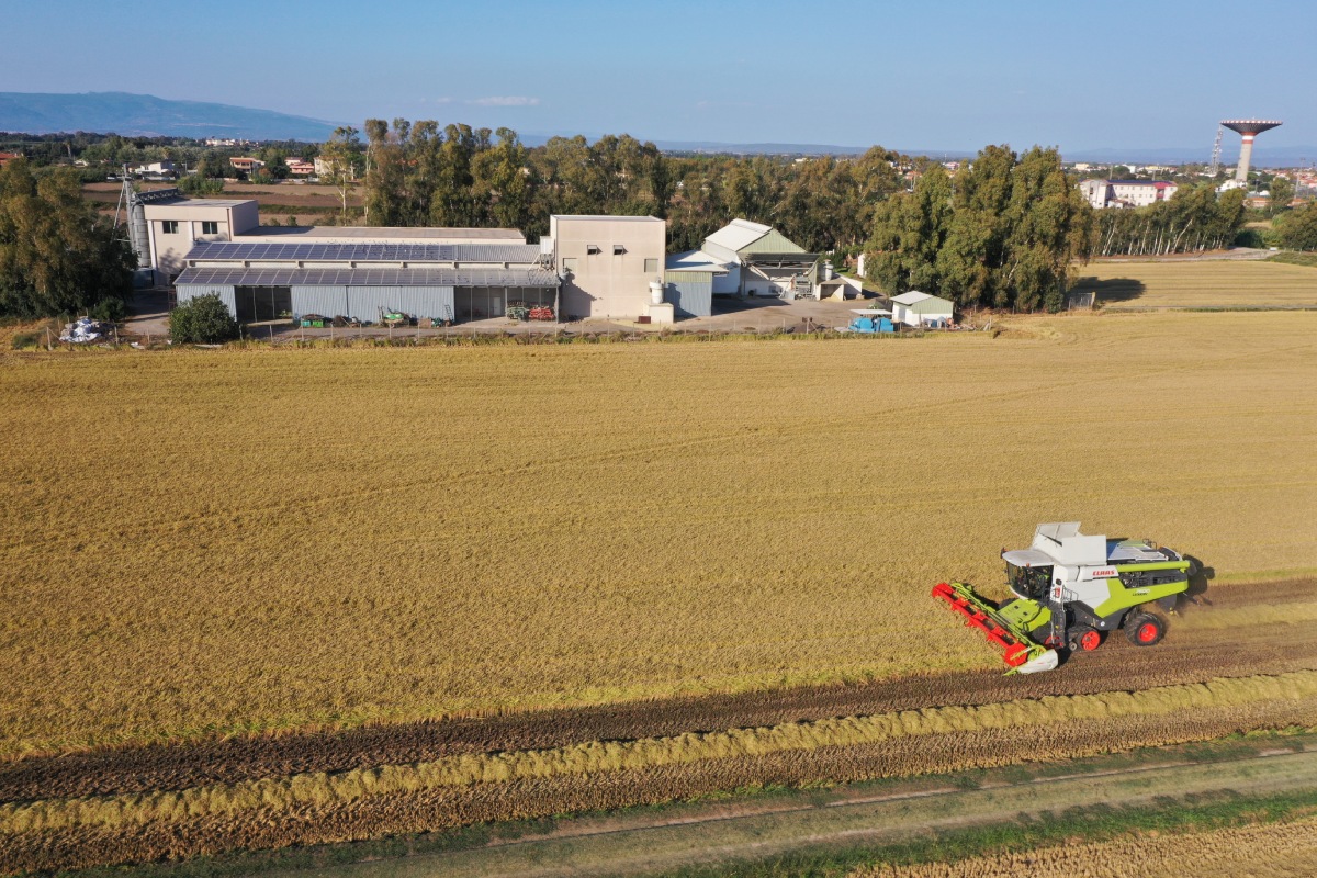 La fase di raccolta del riso
